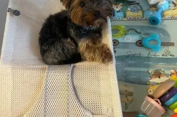 Пропала йоркширка, Дачная ул. 26, 75-й Пикет