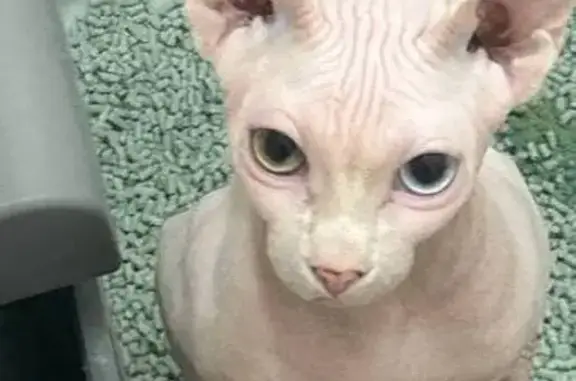 Кошки потеряшки, Новосибирск, фото: Потеряшка кот, сфинкс, Курчатова 11/3