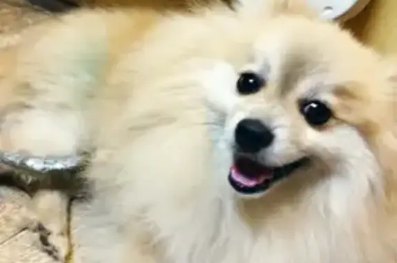 Светлая собака найдена на Флотской, Калининград