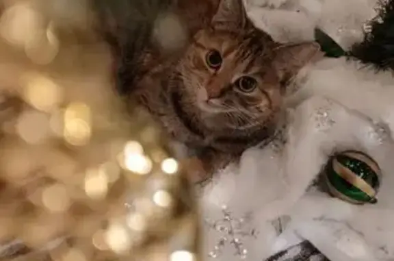 Кошки потеряшки, Майкоп, фото: Потеряшка кошка, 2-я Кирпичная ул., 8, Майкоп