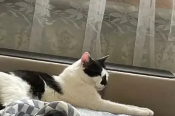 Кошки потеряшки, Брянск, фото: Потеряшка котик, Правобережная, Брянск