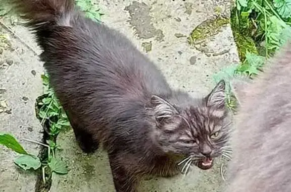 Найдена кошка, Коломна, фото: Кошка найдена: Песочная ул., 24, Коломна