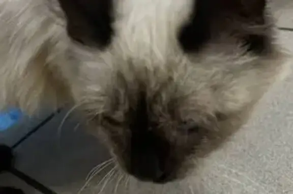 Найдена кошка у магазина на Тракторной, 16