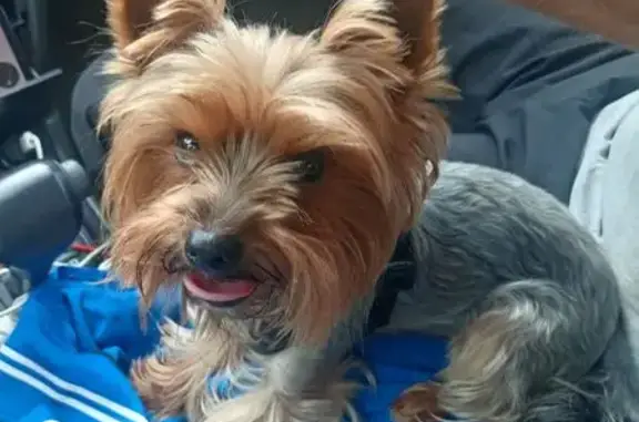 Собаки потеряшки, Хабаровск, фото: Потеряшка собака, Нововыборгский пер. 27