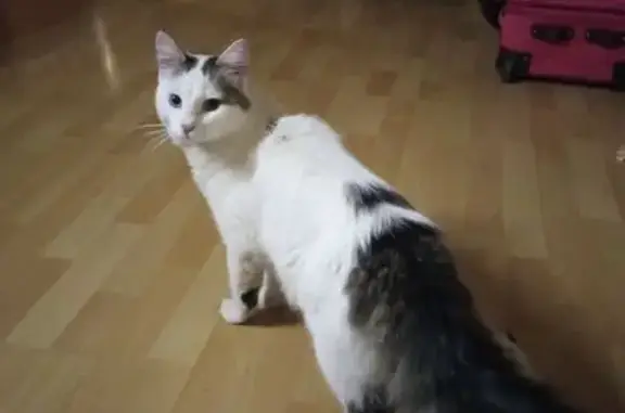 Найдена кошка на Можайской ул., 22/3, СПб