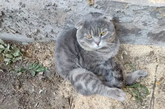 Найдена кошка, Челябинск, фото: Кошка найдена: Российская 266, Челябинск
