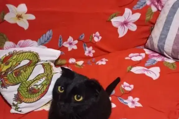 Найдена кошка, Новокуйбышевск, фото: Кошка найдена: ул. Свердлова, 2А