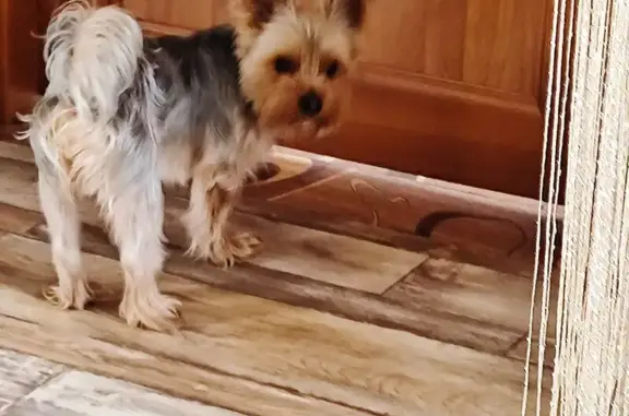 Собака найдена: ул. Строителей, Златоуст