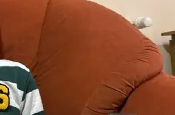 Пропала кошка: Барнаульская 97 к1, Омск