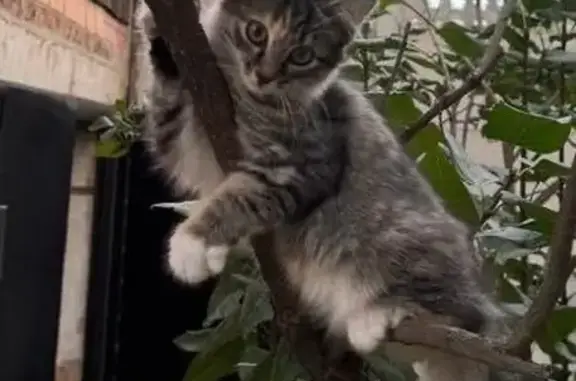 Кошки потеряшки, Березовка, фото: Потеряшка кошка, ул. Ленина, 11, Берёзовка