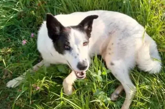 Собаки потеряшки, Московская область, фото: Потеряшка собака в СНТ Хуторок, Порядино