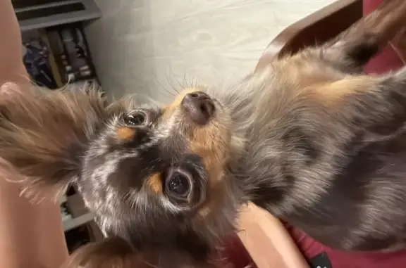 Пропала собака у 41К-092, Красная Долина