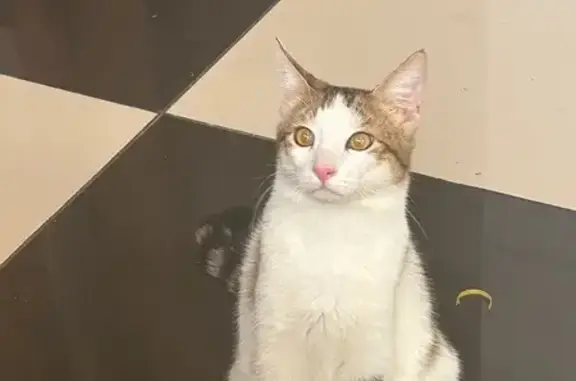 Пропала кошка, Батавина 21, Саратов