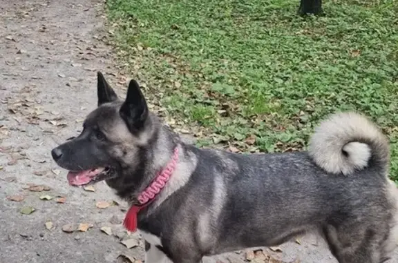 Собаки потеряшки, Екатеринбург, фото: Потеряшка собака, ул. Азина 22/7, Екатеринбург