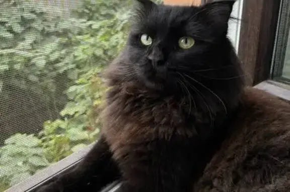 Кошки потеряшки, Южный Урал, фото: Потеряшка кошка на ул. Айвазовского, ЮУрал