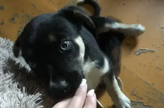 Собаки потеряшки, Елец, фото: Потеряшка собака, Промышленная ул., Елец