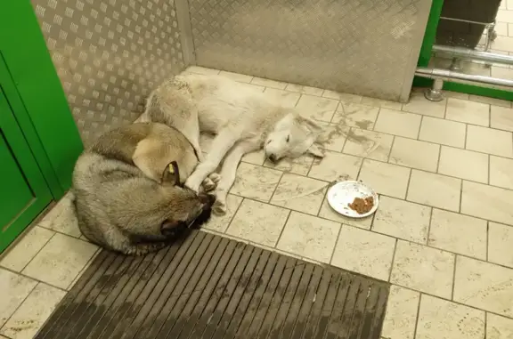 Объявления о пропавших и найденных животных, Тобольск, фото: Пропала собака, Тобольск, ул. 31