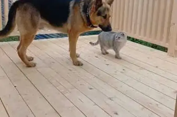 Собаки потеряшки, Кострома, фото: Потеряшка собака, Кострома, 3-й Пантусовский, 11