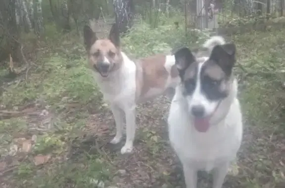 Собаки потеряшки, Свердловская область, фото: Потеряшкаи три собаки, Шувакиш, Свердловская обл.