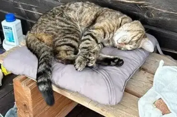 Кошки потеряшки, Московская область, фото: Потеряшка кошка в Новом Гришино, МО