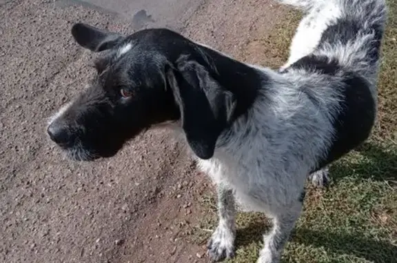 Найдена собака, Оренбург, фото: Собака найдена: Оренбург, Оренбургская обл.