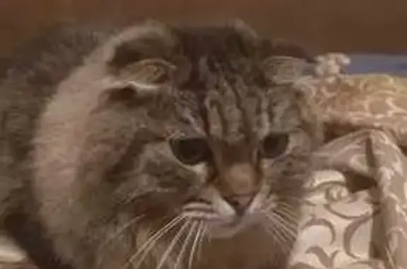 Кошка найдена, Пражская ул., СПб