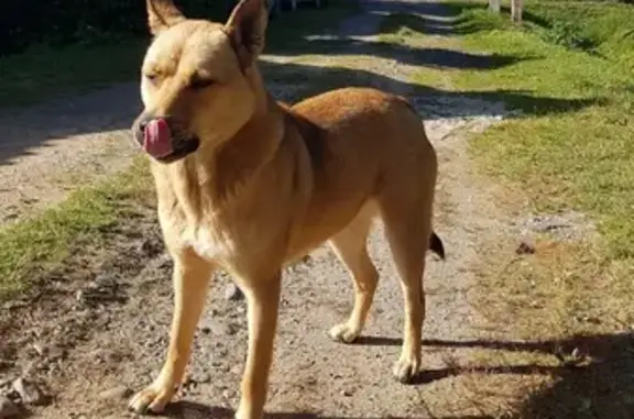 Найдена собака, Ленинградская область, фото: Найдена собака в Куйвозовском СП, ЛО