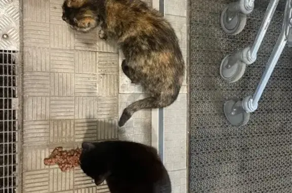 Кошки найдены у Магнита, Пряженникова 6А