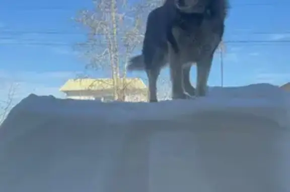 Собаки потеряшки, Екатеринбург, фото: Потеряшка собака, ул. Гризодубовой, 53