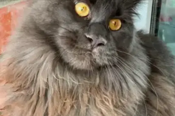 Пропал серый мейн-кун, Северск