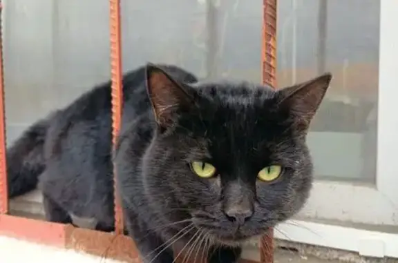 Найдена кошка, Тюмень, фото: Кошка найдена: ул. В. Гольцова, 10, Тюмень