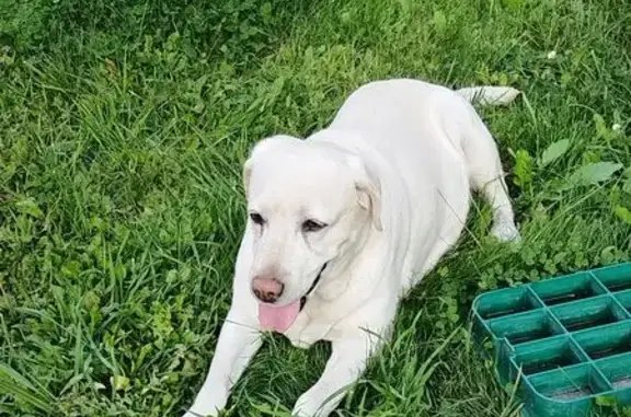 Лабрадор найден: Берёзовая ул., 2А, Таврово