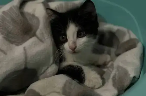 Пропала кошка, ул. Фурманова 27, Ковров