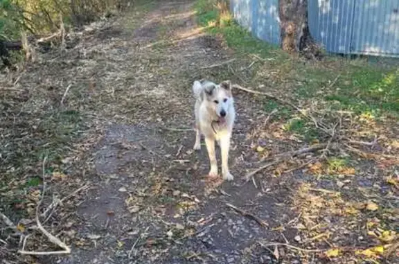 Найдена собака, , фото: Найдена светлая собака, Луговая ул.
