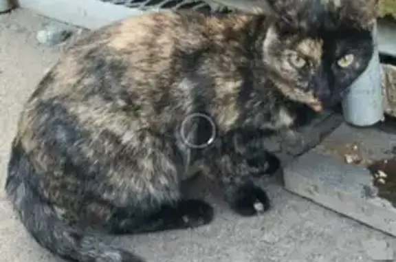 Пропала кошка, Ватутина 24, Омск