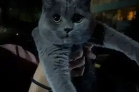 Кошка найдена: ул. Ленинского Комсомола, 18