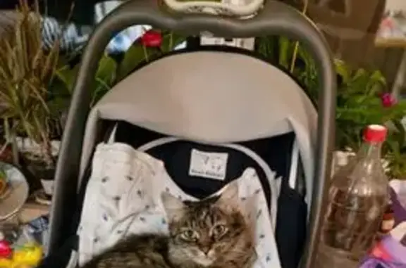 Пропала кошка, ул. Калинина 46, Серпухов