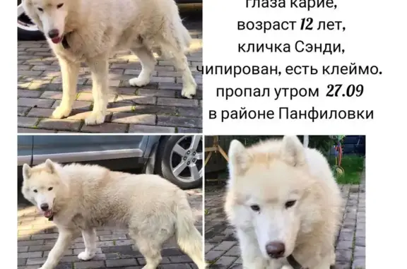 Собаки потеряшки, Ногинск, фото: Потеряшка хаски, Ногинск, 20 лет Октября