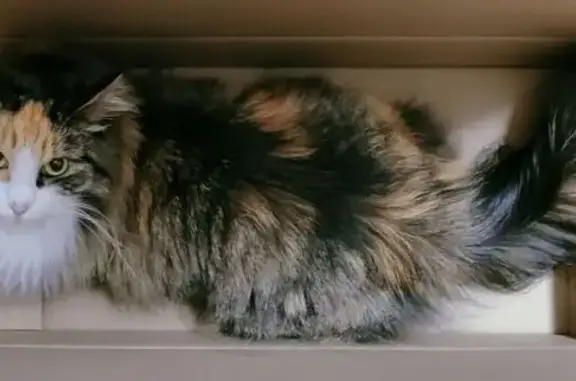 Кошки потеряшки, Архангельск, фото: Потеряшка кошка, ул. Мира, 5, Архангельск