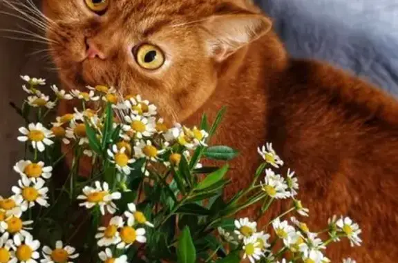 Кошки потеряшки, Ленинградская область, фото: Потеряшка кошка в Ленобласти, дача