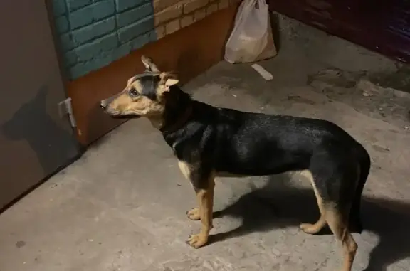 Собака найдена на Немировича-Данченко, 78