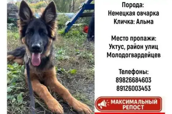 Собаки потеряшки, Екатеринбург, фото: Потеряшка собака, ул. Молодогвардейцев, 1