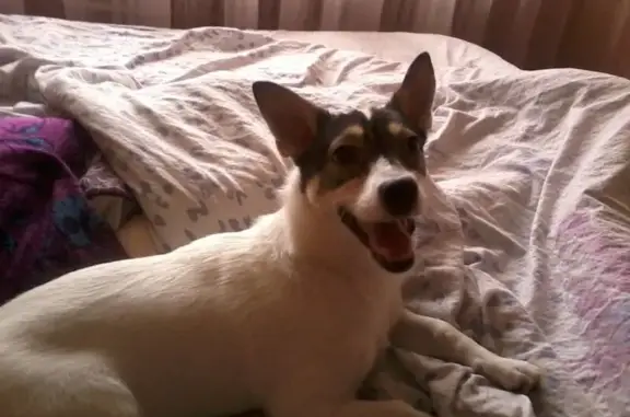 Найдена собака на Комсомольском, 31