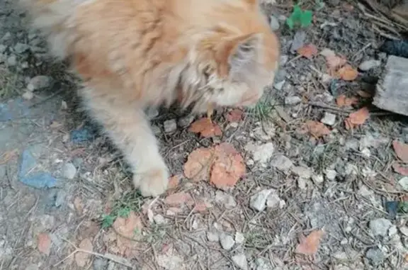 Кошка найдена, ул. Болотова, Тула