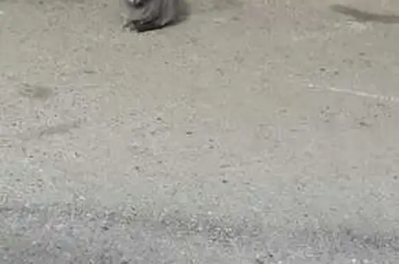 Найдена кошка, Черкесск, фото: Кошка найдена: Октябрьская ул. 309А, Черкесск