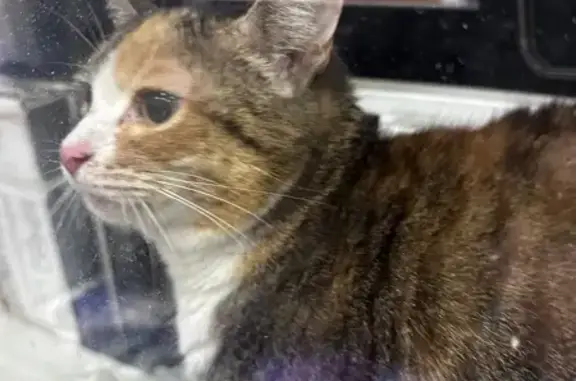 Найдена кошка, Кондратово, фото: Кошка найдена: Вербный пер., 86/1, Кондратово