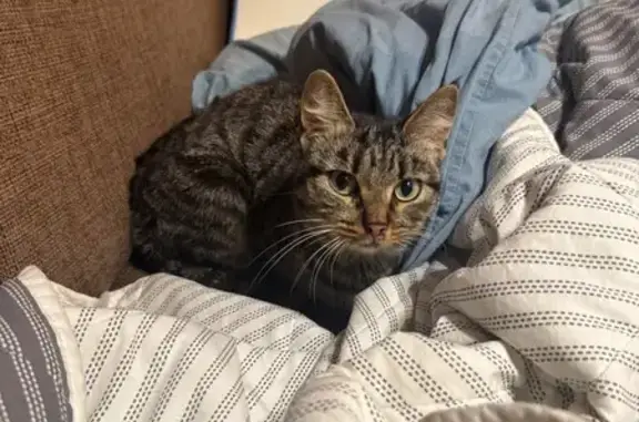 Найдена кошка, Ленинский пр., 88, СПб