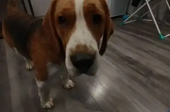 Найдена собака, Шуйское, фото: Бигль найден у реки Шуя, Карелия