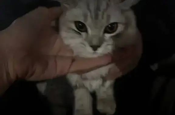 Найдена кошка, , фото: Котенок найден у Ашана, Симферополь