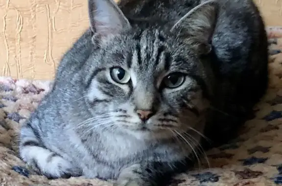 Найдена кошка, Йошкар-Ола, фото: Найдена кошка на ул. Волкова, 200, Йошкар-Ола